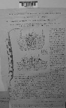 Colletotrichum lindemuthianum image