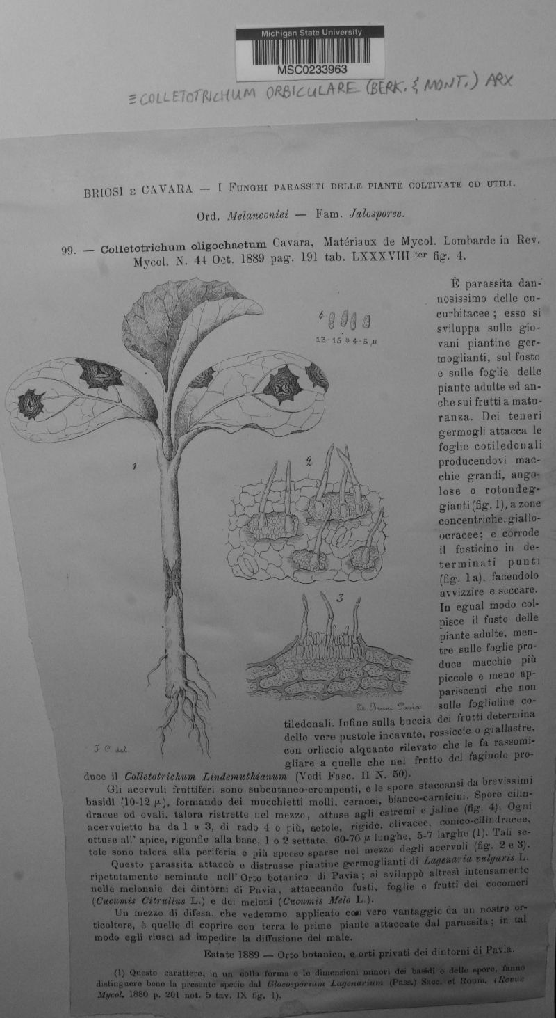 Colletotrichum orbiculare image