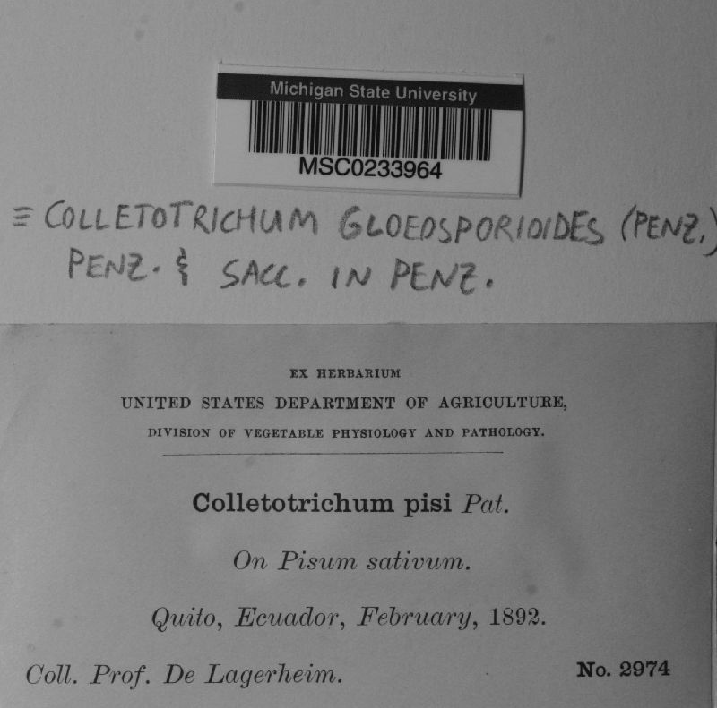 Glomerella cingulata image
