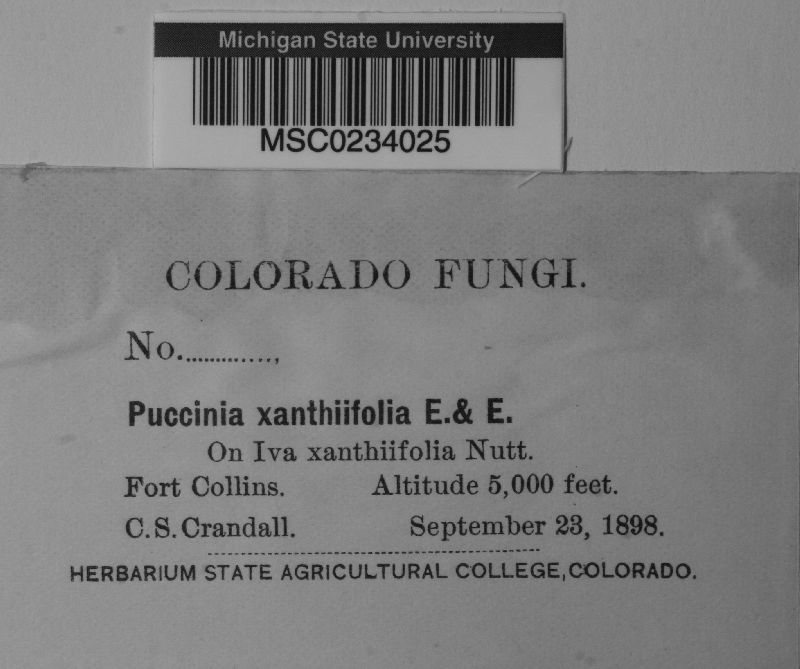 Puccinia xanthiifoliae image