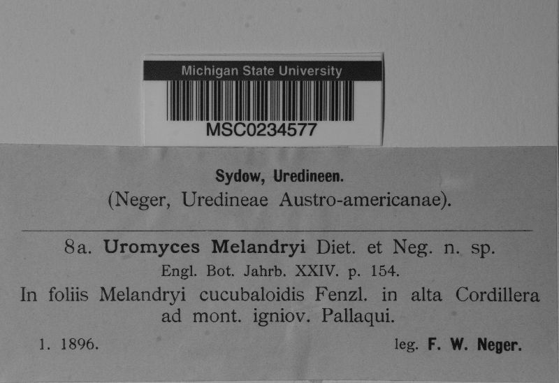 Uromyces melandryi image