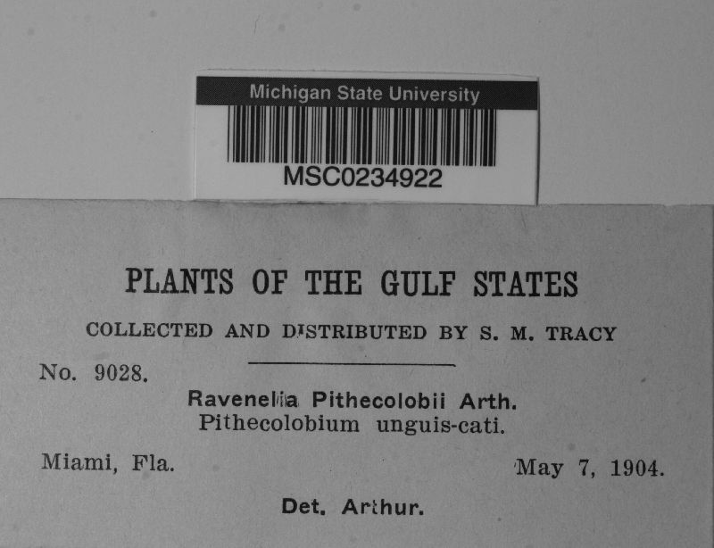 Ravenelia pithecolobii image