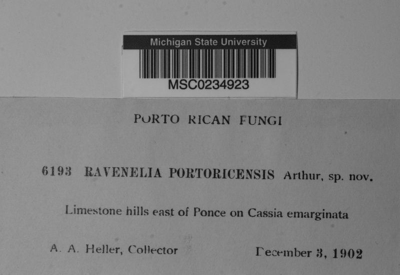 Ravenelia portoricensis image