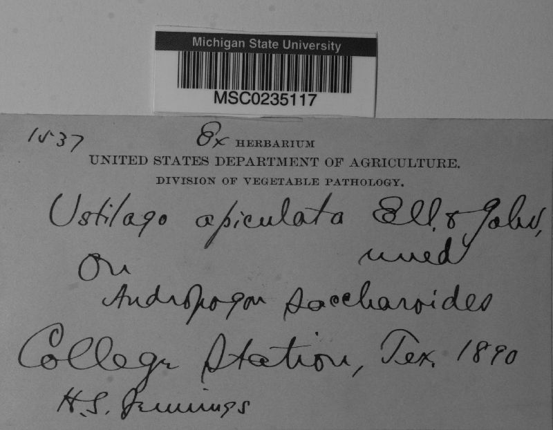 Ustilago apiculata image