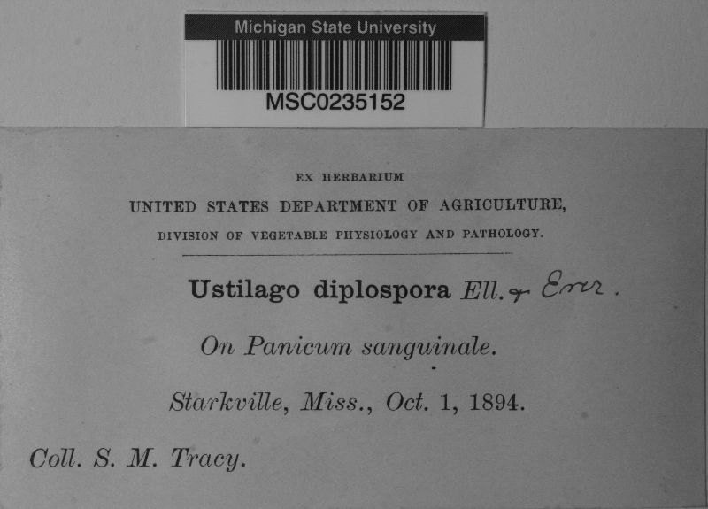 Ustilago diplospora image