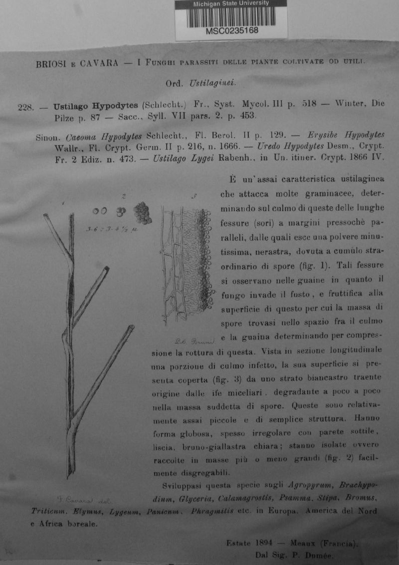 Tranzscheliella hypodytes image