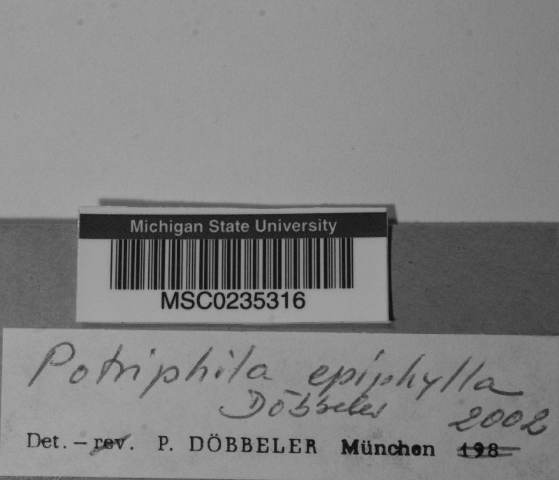 Potriphila epiphylla image
