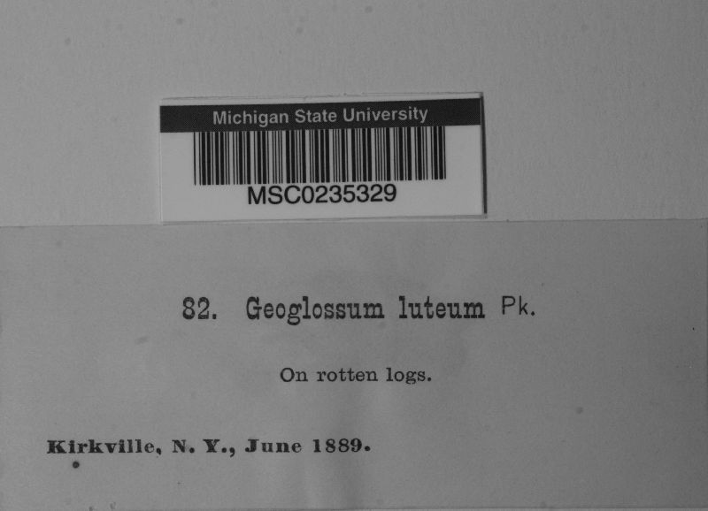 Geoglossum luteum image