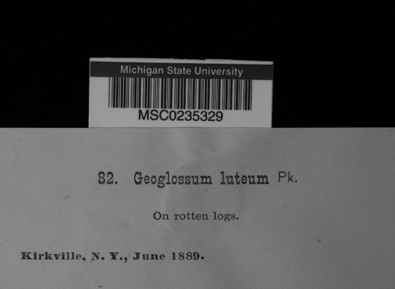 Geoglossum luteum image