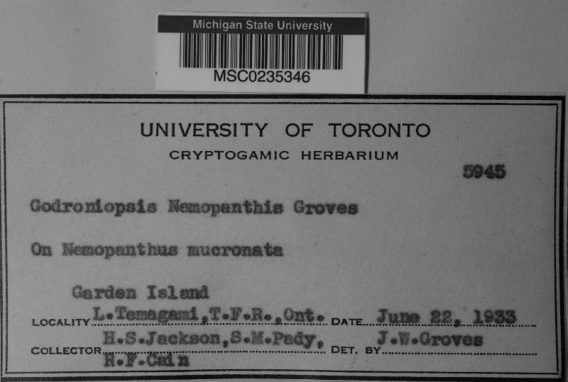Godroniopsis nemopanthis image