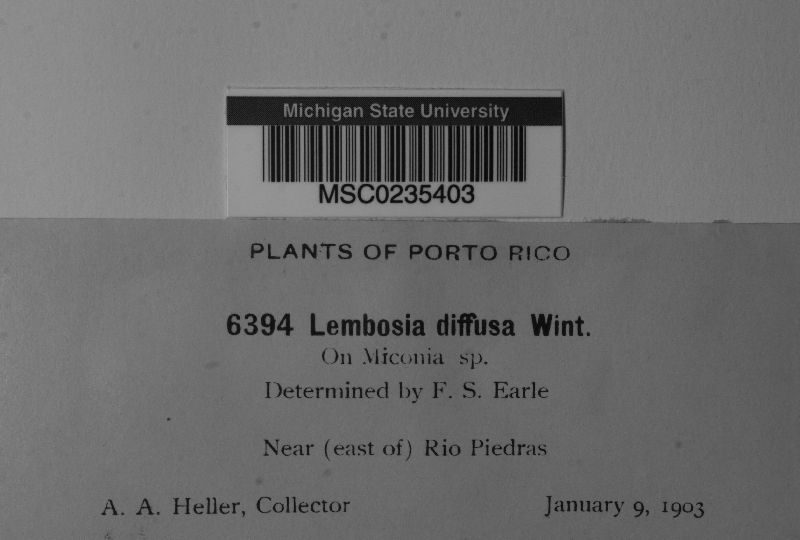 Lembosia diffusa image