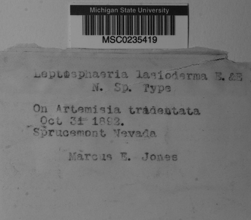 Leptosphaeria lasioderma image