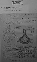 Mamianiella coryli image