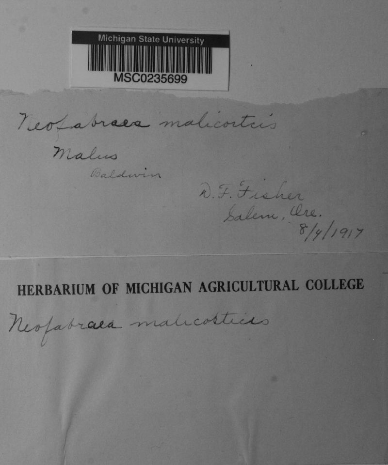 Neofabraea malicorticis image