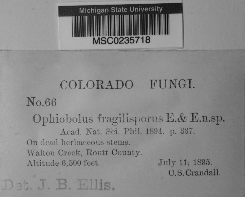 Ophiobolus fragilisporus image