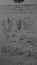 Melampsorella cerastii image