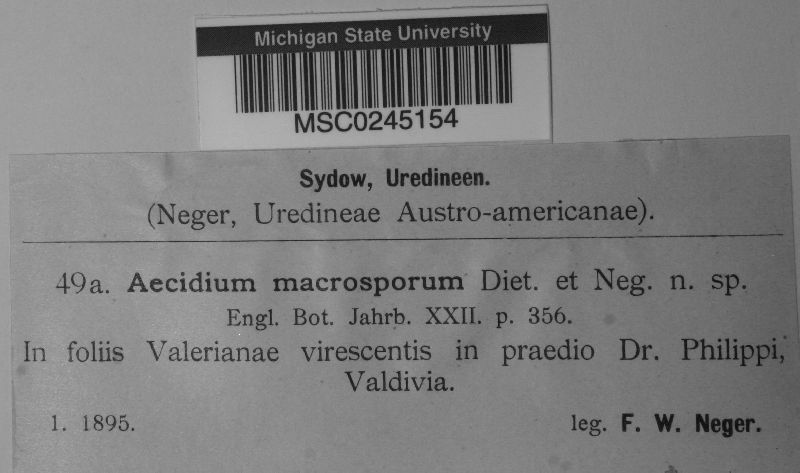 Aecidium macrosporum image