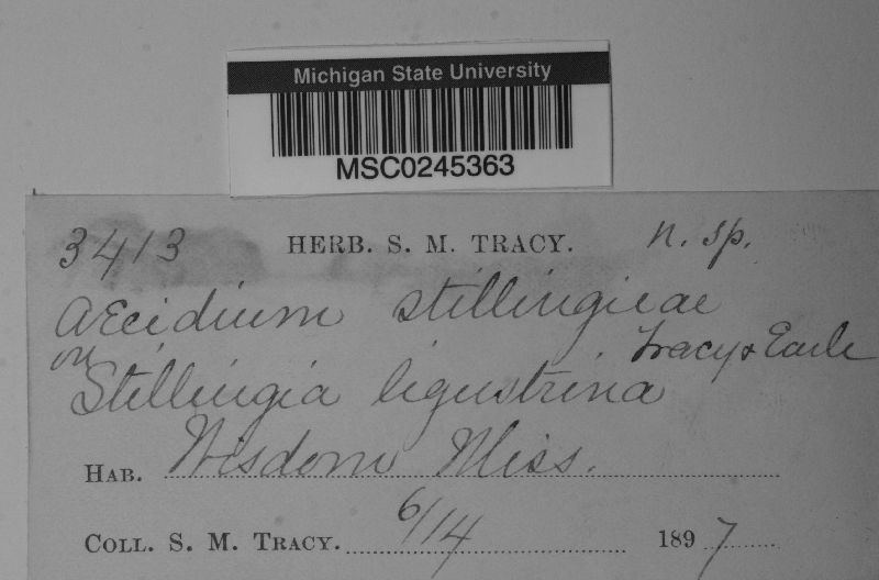 Aecidium stillingiae image