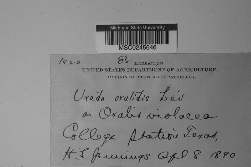 Uredo oxalidis image