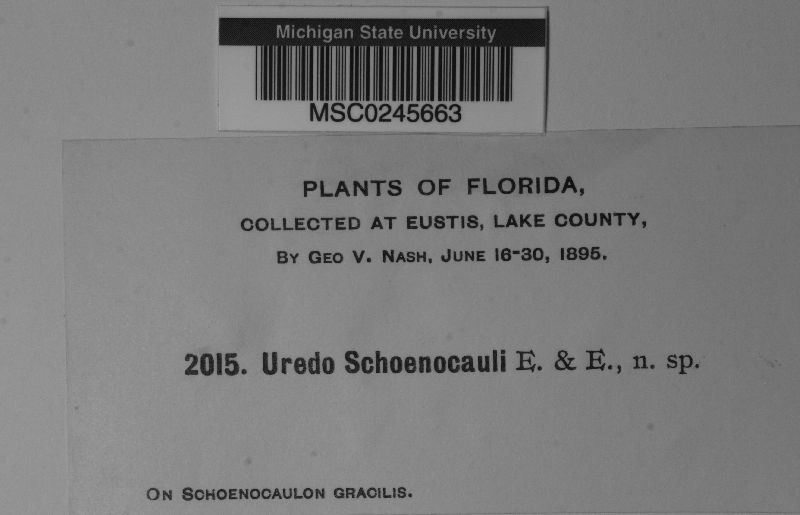 Uredo schoenocauli image