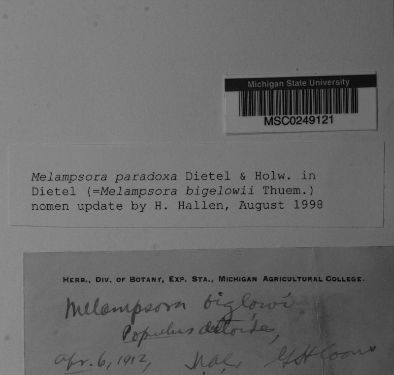 Melampsora paradoxa image