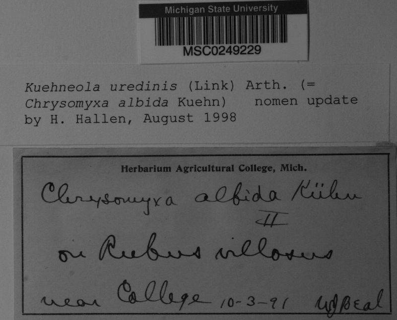 Kuehneola uredinis image