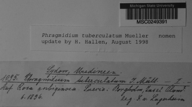 Phragmidium tuberculatum image