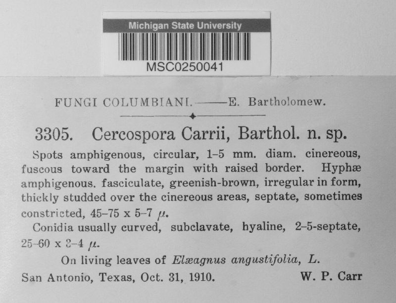 Cercospora carrii image