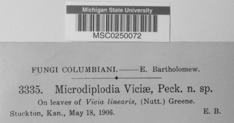 Microdiplodia viciae image