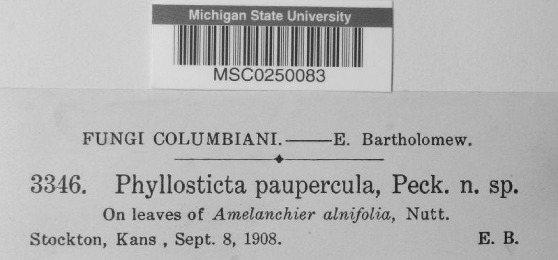 Phyllosticta paupercula image