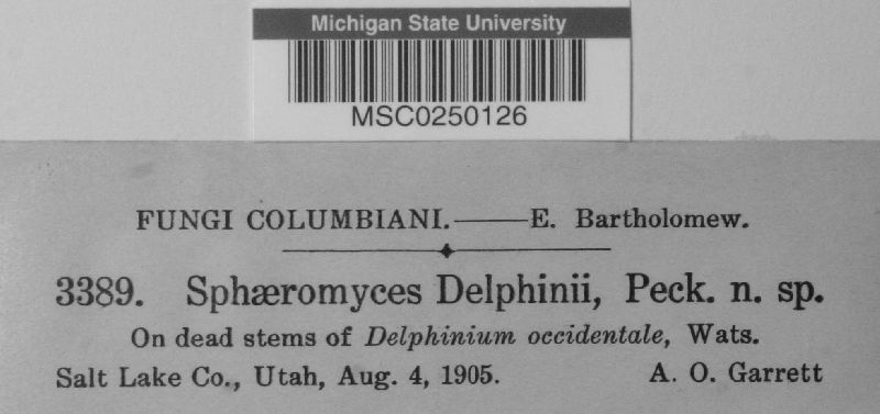 Sphaeromyces image