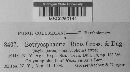 Botryosphaeria ribis image