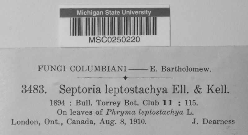 Septoria leptostachya image