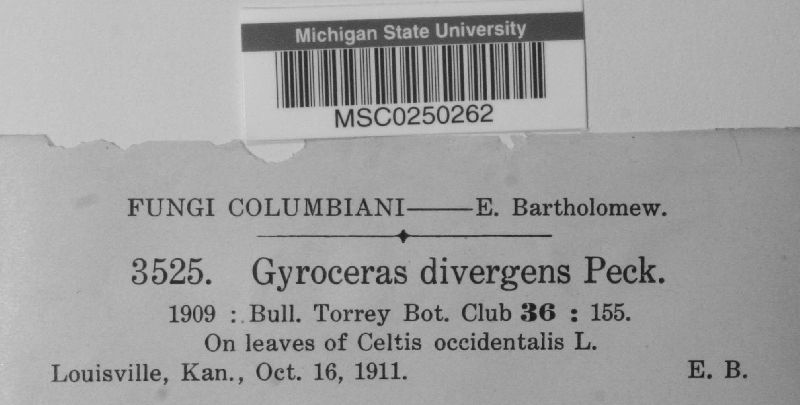 Gyrocerus divergens image