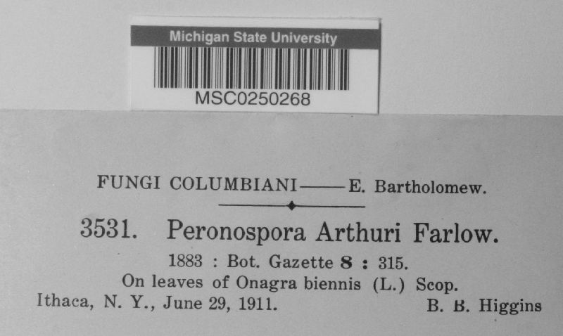 Peronospora arthuri image