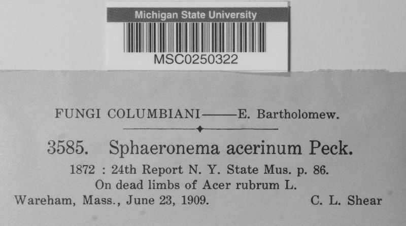 Sphaeronaema acerinum image