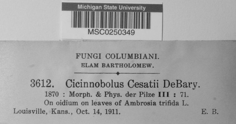 Cicinnobolus cesatii image