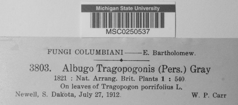 Albugo tragopogonis image