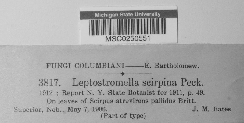 Leptostromella image