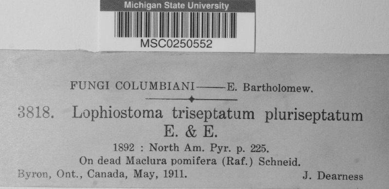 Lophiostoma triseptatum image