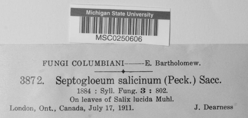 Septogloeum salicinum image