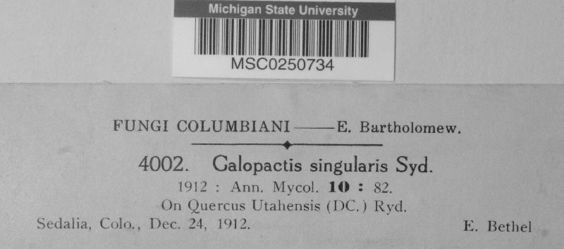 Calopactis singularis image