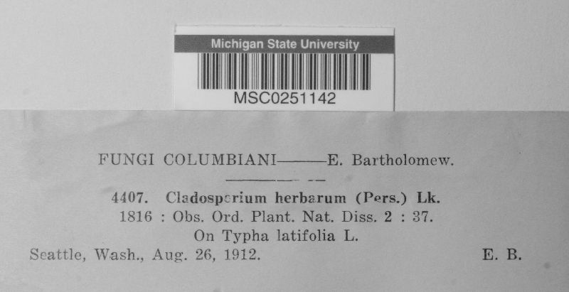 Cladosporium herbarum image