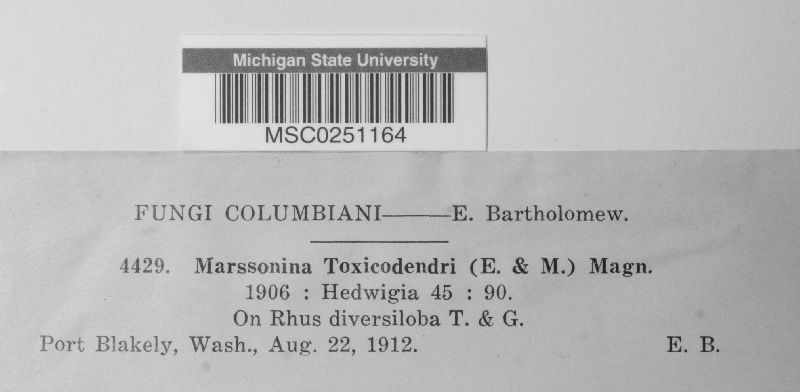 Marssonina toxicodendri image
