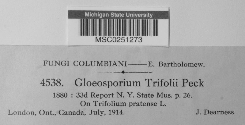 Gloeosporium trifolii image