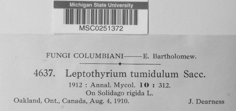 Leptothyrium tumidulum image