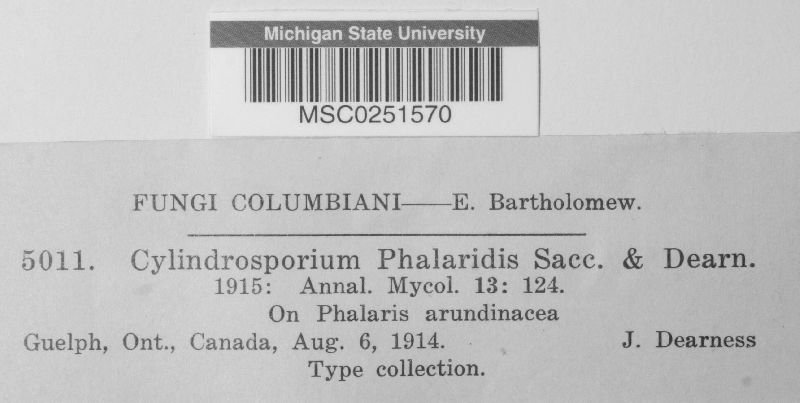 Cylindrosporium phalaridis image