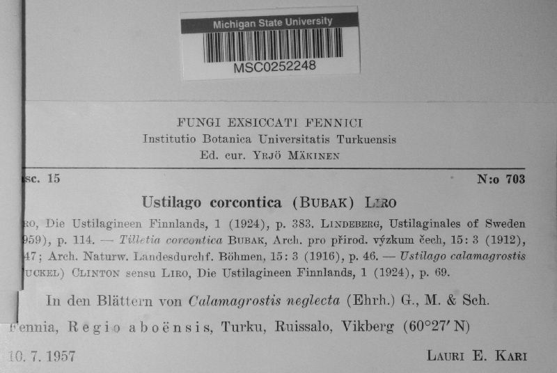Ustilago corcontica image