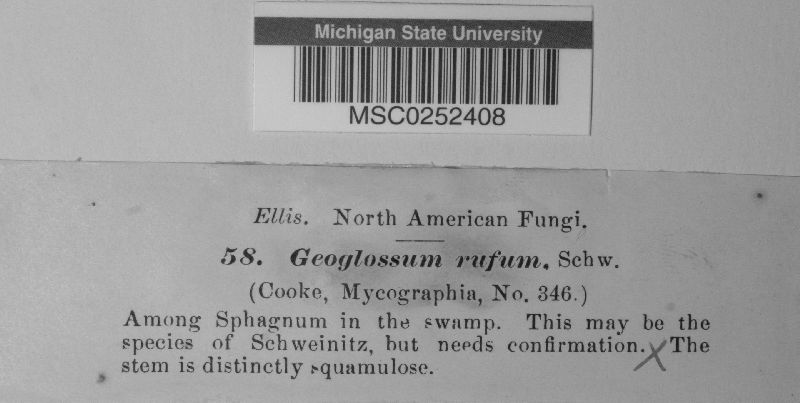 Geoglossum rufum image