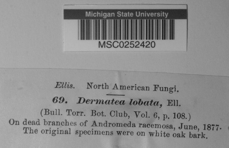 Dermatea lobata image